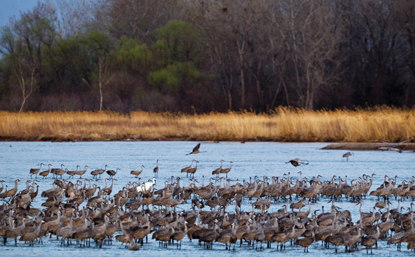 Sandhill cranes -- and one whooper